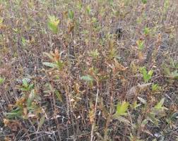 Image result for Pycreus melas