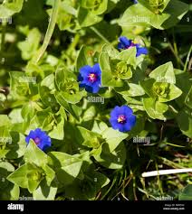 Image result for Anagallis barbata