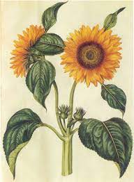 Helianthus Annuus L Sunflower From Gottorfer Codex 1649 1659 Flower Art Botanical Illustration Flower Drawing