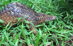 Anabelle is designed to look like a pangolin. Pangolin Consumption Is More Prevalent Than Past Studies Have Shown