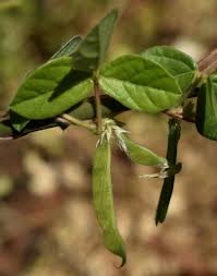 Image result for Macrotyloma africanum
