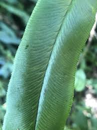 Image result for Coniogramme africana