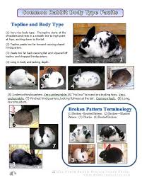 youth rabbit project study guide