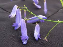 Image result for Isodon ramosissimus