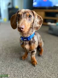 We did not find results for: Stud Dog Miniature Chocolate Dapple Dachshund Stud Breed Your Dog