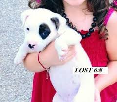 6 Week Black And White Pitbull Puppy Pin On My Baby S