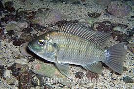 Blackchin Tilapia Sarotherodon Melanotheron Tilapia Cichlids Aquarium Fish
