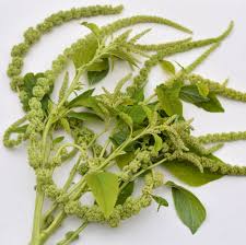 Image result for Amaranthus viridis