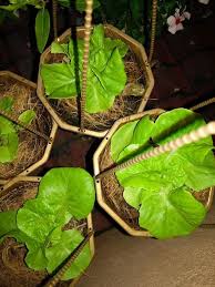 Tidak hanya dipengaruhi oleh tata ruangan yang menarik tapi juga di dukung dengan dekorasi tanaman yang tidak hanya berguna sebagai hiasan tapi. Duduk Rumah Flat Tiada Laman Masih Boleh Berkebun Secara Self Watering Gantung Mingguan Wanita