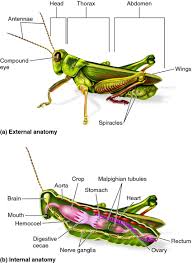 Template Grasshopper Dissection Diagram Labeled Dissection Insect Anatomy Grasshopper