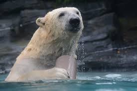 Découvrez et partagez leurs joies, leurs peines, leurs espoirs et leurs angoisses… La Fleche Eisbaren Im Zoo Polar Bears In Zoos