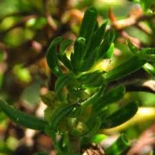 Image result for Anthospermum