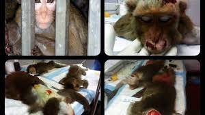 Hayvanların üzerinde deney yapan markaların listesini görmek için tıkla. Kampanya Urunlerini Hayvanlarin Uzerinde Test Eden Markalar Ya Hayvanlar Uzerinde Deney Yapmayi Biraksin Ya Da Urunlerinin Satisi Turkiye De Yasaklansin Change Org