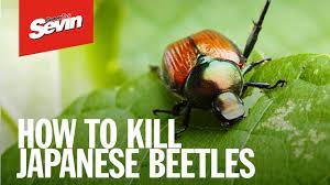Maybe you would like to learn more about one of these? Kill Over 500 Insects Sevin Insect Killer Concentrate Sevin