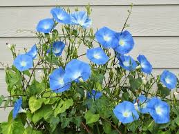 Image result for Ipomoea blepharophylla