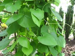 Image result for Aristolochia