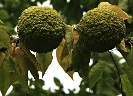 Image result for Maclura