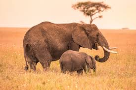 The african bush elephant is the largest land mammal in the world and the largest of the three elephant species. How Long Is An Elephant Pregnant The Answer Might Surprise You
