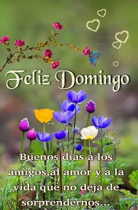 Feliz Domingo - Imágenes y Frases | Domingo positivo frases, Mensaje de feliz domingo, Domingo saludos