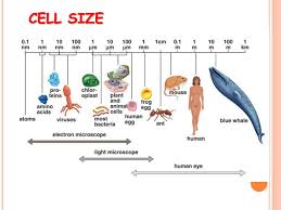 We did not find results for: Ppt Basic Structure Of A Cell Powerpoint Presentation Free Download Id 3248350