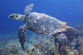 Where We've Been in 2017