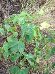 Image result for Gossypium barbadense