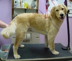 Repinned Goldendoodle With Golden Retriever Haircut Golden Retriever Grooming Golden Retriever Haircut Golden Retriever