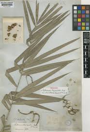 Image result for Calamus deerratus