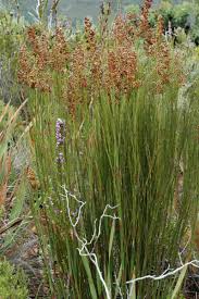 Image result for Restionaceae