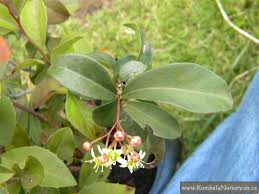 Image result for Putterlickia