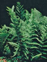 Fern Dixie Wood Wood Fern Shade Perennials Perennials
