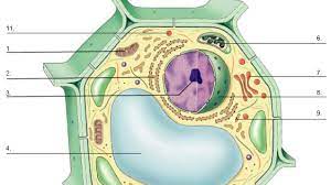 (c) mention two structural differences between 1 and 2. Diagram Quiz On Plant Cell
