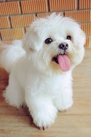 Malta Kopegi Maltese Dogs Maltese Puppy Cute Dogs