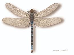 Black And Yellow Dragonfly California What Do You Know About Blue Dragonflies Find Out All About Blue Dragonflies In This Article