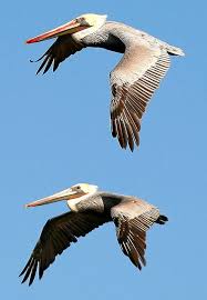 Two Birds Flying In The Sky Drawing Pin On Birds