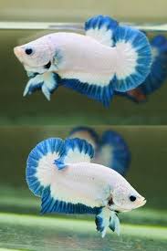 Fwbettashmp1429578094 Marble B754 Weiblich Blau Und Weiss B754 Blau Fwbettashmp1429578094 Marble Und Weiblich We Meerestiere Kampffisch Betta Fisch