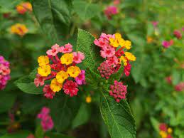 3 Increibles Tipos De Flores De Lantana Lantana Annual Bedding Plants Types Of Flowers
