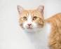 Facts on Orange Tabby Cats | Cuteness