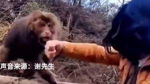 野生の猿と「殴り合い」をする男性観光客が問題に… | 突然ストリートファイトが勃発 | クーリエ・ジャポン