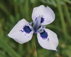 Image result for Orthochilus adenoglossus