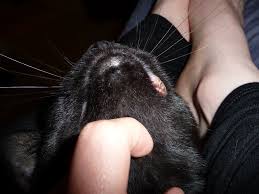 The most common cause for a cat's swollen lip is what is called a rodent ulcer. Cat Has Swollen Upper Lip Thecatsite