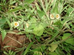 Image result for Sida urens