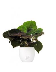 Piante da interno che hanno bisogno di poca acqua: Begonia Masoniana Piante Da Interno Online Colore Bianco Perlato