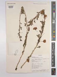 Image result for Ormocarpum kirkii