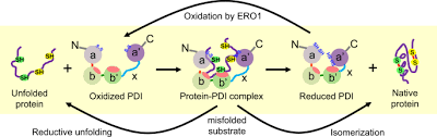 Pdi the pdi dot has made its way south to mcdonough, georgia. Protein Disulfide Isomerase In Cardiovascular Disease Experimental Molecular Medicine