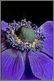 Mic Uk A Close Up View Of The Anemone