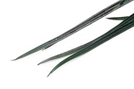 Image result for Limeum fenestratum