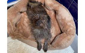 Dog friendly beaches are heaven on earth for fido. Dog Daycare By Paws Pet Resort In Castle Rock Co Alignable