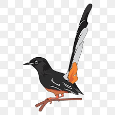 Murai batu png vector is a popular image resource on the internet handpicked by pngkit. Gambar Murai Batu Png Murai Batu Png Vector Psd And Clipart With Transparent Background For Free Download Pngtree
