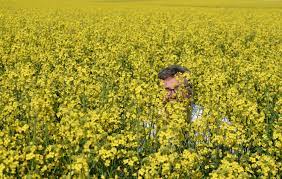 They have rich histories, interesting lives, and a multitude of purposes. How Local Canola Crops Are Grown Judyschickens